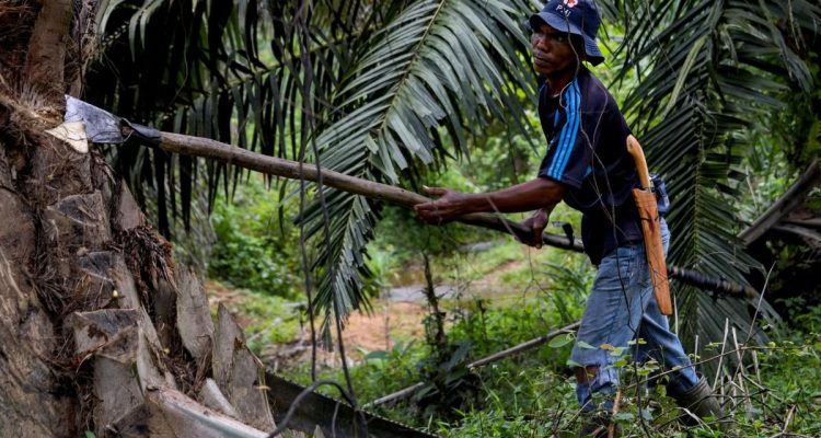 Harga Referensi CPO Juni 2026 Diprediksi Melemah Akibat Lesunya Permintaan India