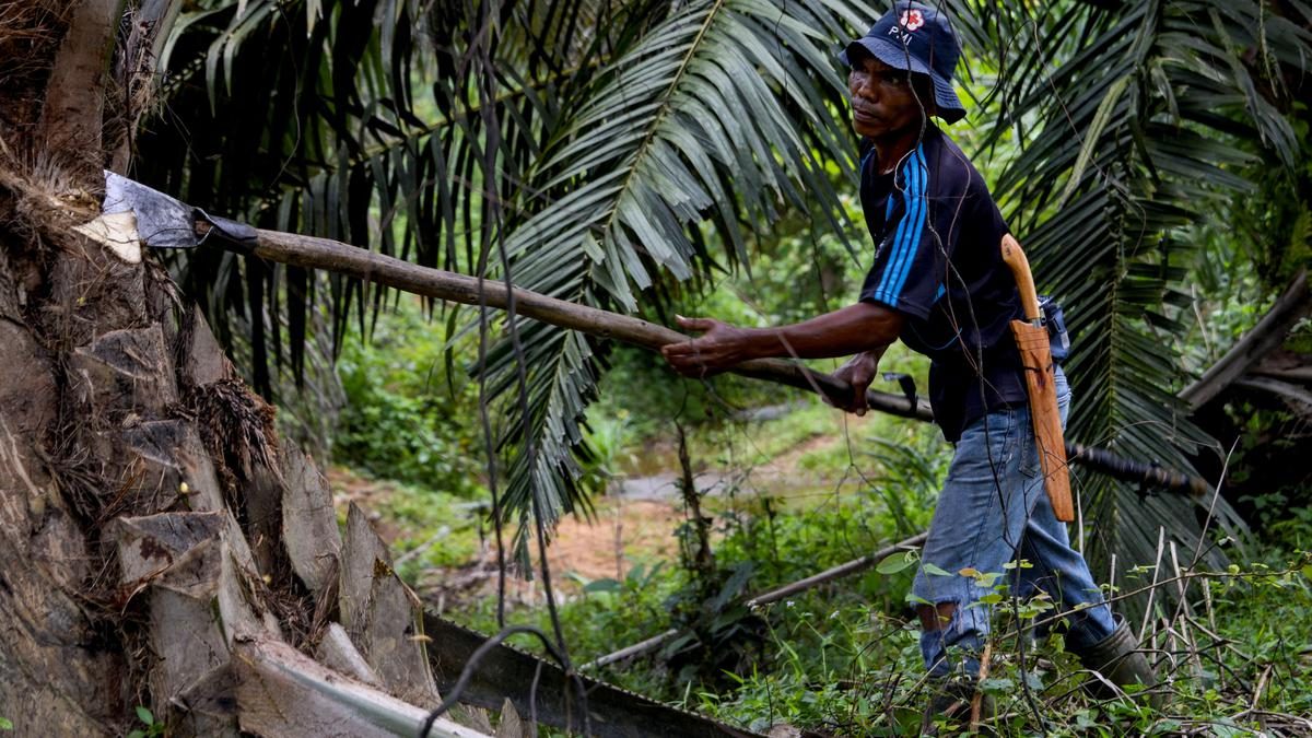 Harga Referensi CPO Juni 2026 Diprediksi Melemah Akibat Lesunya Permintaan India