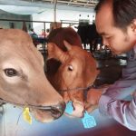 Hewan Kurban di Depok Tidak Layak, Ini Alasannya