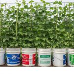Ide Berkebun Vertikal dengan Kacang-kacangan dan Ember Bekas untuk Panen Melimpah