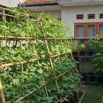 Ide Kebun Kacang Panjang Bertingkat untuk Halaman Kecil, Hasil Panen Melimpah