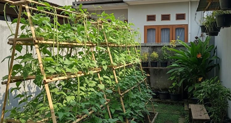 Ide Kebun Kacang Panjang Bertingkat untuk Halaman Kecil, Hasil Panen Melimpah