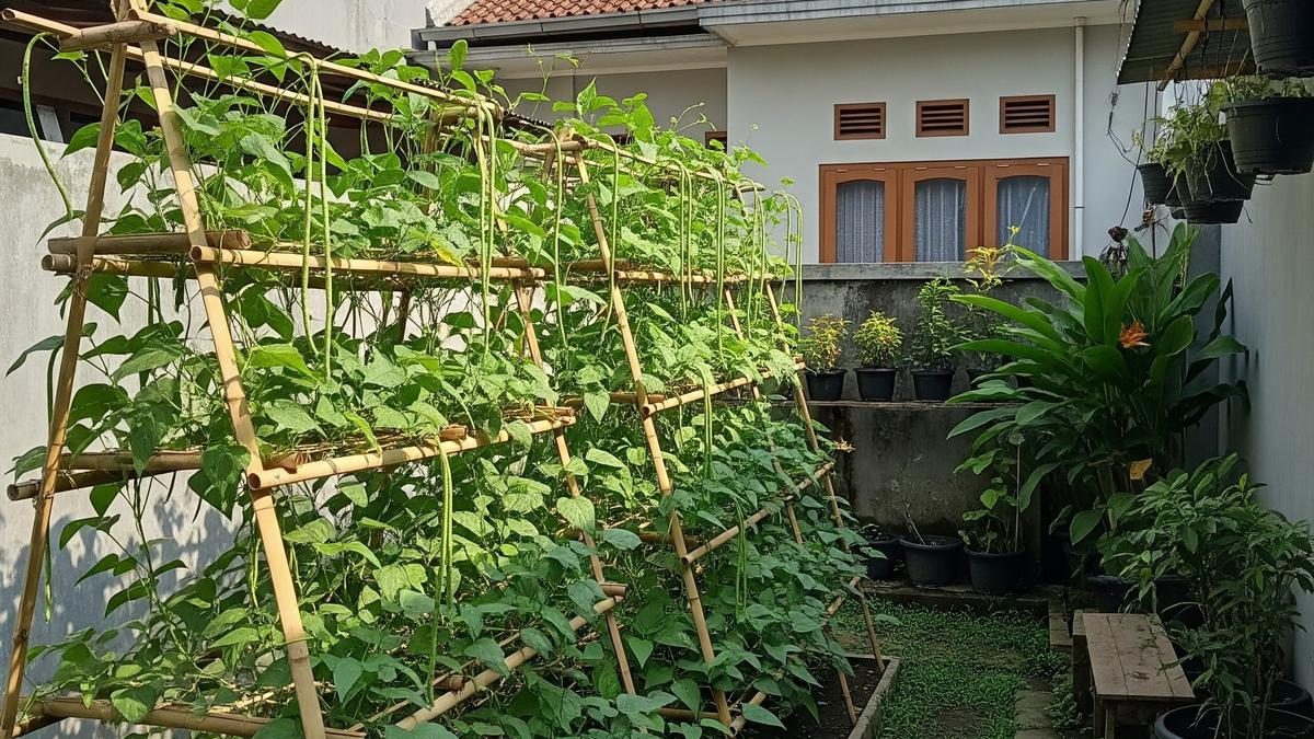 Ide Kebun Kacang Panjang Bertingkat untuk Halaman Kecil, Hasil Panen Melimpah