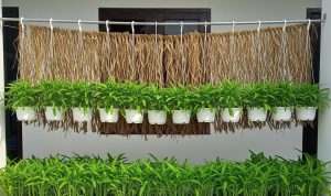 Ide Kebun Kangkung Gantung untuk Halaman Sempit