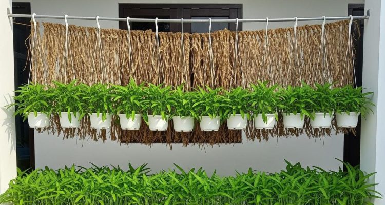 Ide Kebun Kangkung Gantung untuk Halaman Sempit