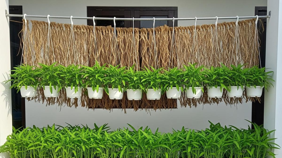 Ide Kebun Kangkung Gantung untuk Halaman Sempit
