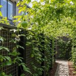 Ide Kebun Markisa Mini untuk Rumah Minimalis, Panen Buah Segar Harian