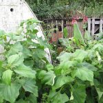 Ide Kebun Umbi Yakon di Rumah, Sumber Cadangan Pangan Mudah Dirawat
