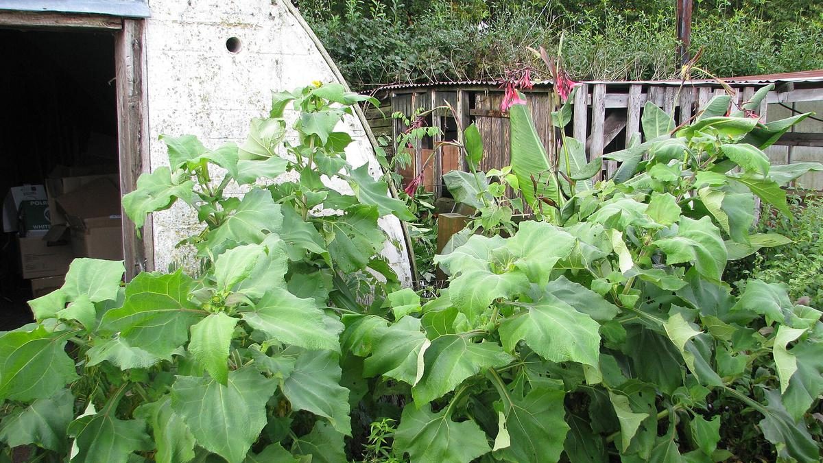 Ide Kebun Umbi Yakon di Rumah, Sumber Cadangan Pangan Mudah Dirawat