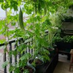 Inspirasi Kebun Pare Mini Produktif di Balkon Rumah