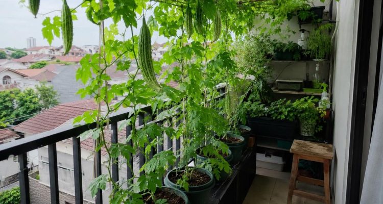 Inspirasi Kebun Pare Mini Produktif di Balkon Rumah