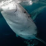 Jejak Hiu Paus Global dan Peta Konservasi Laut Indonesia