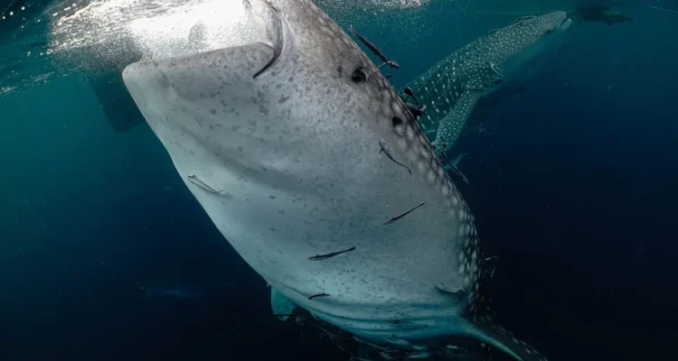 Jejak Hiu Paus Global dan Peta Konservasi Laut Indonesia
