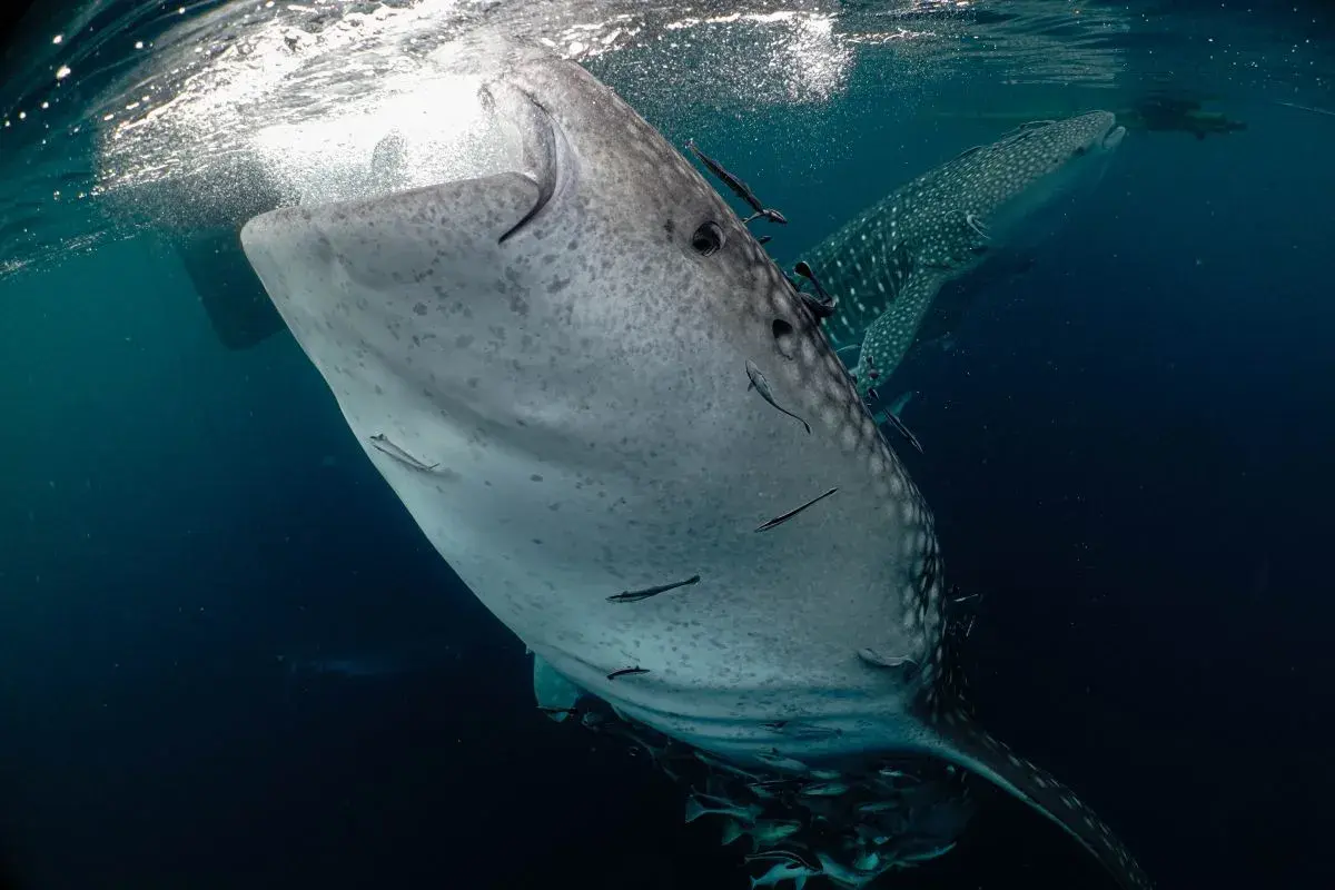 Jejak Hiu Paus Global dan Peta Konservasi Laut Indonesia