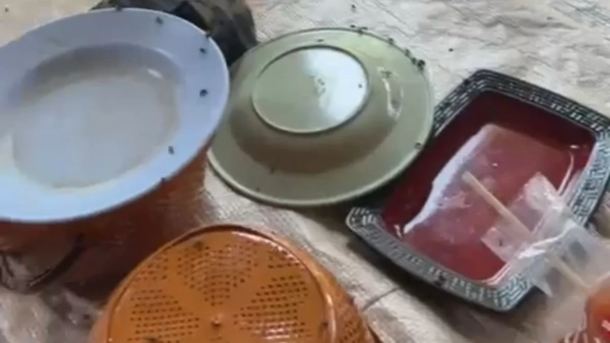 Kandang Ayam Broiler Blok Kamplong: Penyebab Lalat Merajalela dan Ketidaknyamanan Warga Drunten Wetan