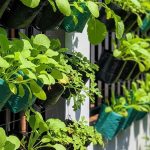 Kebun Gantung Sayuran Hijau untuk Panen Segar di Ruang Sempit