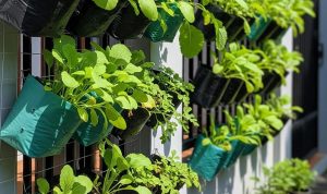 Kebun Gantung Sayuran Hijau untuk Panen Segar di Ruang Sempit