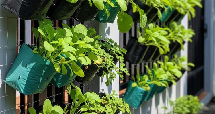 Kebun Gantung Sayuran Hijau untuk Panen Segar di Ruang Sempit