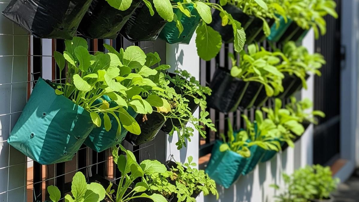 Kebun Gantung Sayuran Hijau untuk Panen Segar di Ruang Sempit