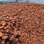 Kenaikan Harga Kakao Akibat Gangguan Selat Hormuz