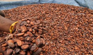 Kenaikan Harga Kakao Akibat Gangguan Selat Hormuz