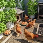 Kiat Berkebun dan Beternak untuk Cuan di Rumah dengan Modal Terjangkau