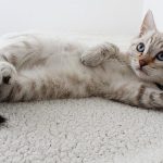 Kucing Pembawa Rejeki: 10 Jenis yang Dipercaya Memberikan Keberuntungan