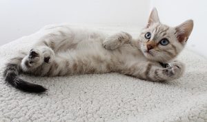 Kucing Pembawa Rejeki: 10 Jenis yang Dipercaya Memberikan Keberuntungan