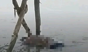Mayat Lansia Ditemukan di Sungai Sukamulya Indramayu