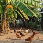 Memanfaatkan Halaman dengan Ayam Kampung dan Pohon Pisang