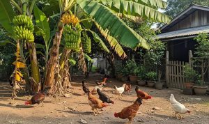 Memanfaatkan Halaman dengan Ayam Kampung dan Pohon Pisang