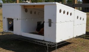 Membuat Kandang Ternak Mini dari Styrofoam Bekas yang Aman