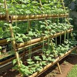 Menanam Kacang Panjang di Rak Bertingkat untuk Lahan Sempit