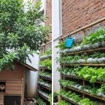 Menata Ayam Kampung dan Kebun Vertikal di Lahan Sempit