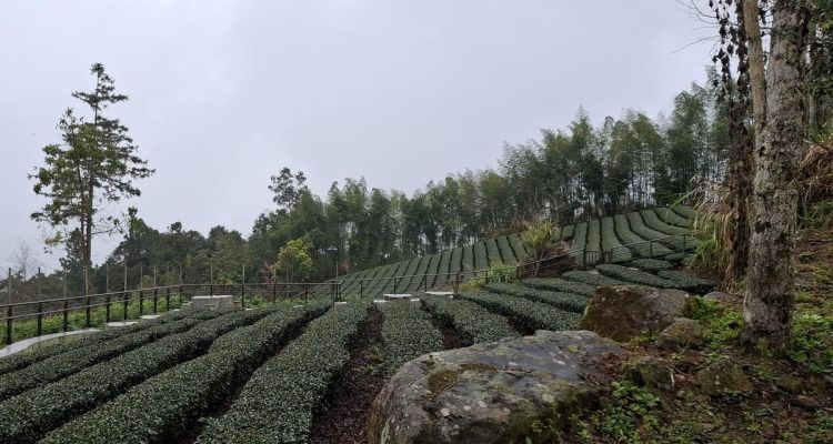 Mengenal Hari Teh Internasional, 21 Mei