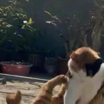Menghentikan Pertengkaran Kucing Tanpa Terluka
