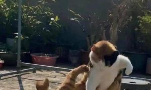 Menghentikan Pertengkaran Kucing Tanpa Terluka