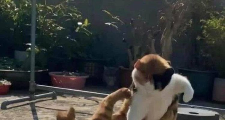 Menghentikan Pertengkaran Kucing Tanpa Terluka