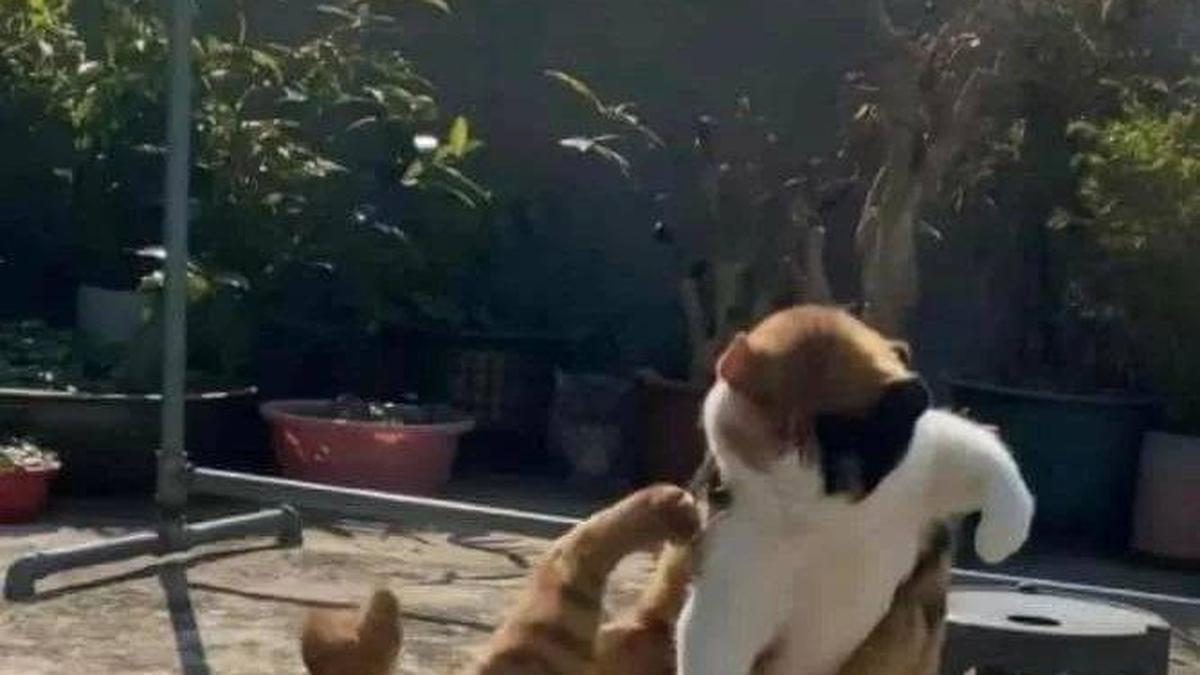 Menghentikan Pertengkaran Kucing Tanpa Terluka