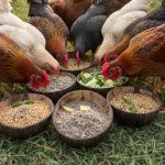 Menu Pakan Ayam Kampung Harian: Hemat dan Bernutrisi