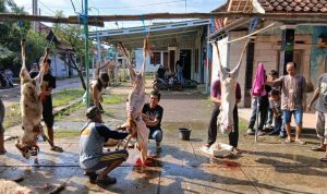 Momen Pembagian Daging Kurban: Sumber Kebahagiaan Warga