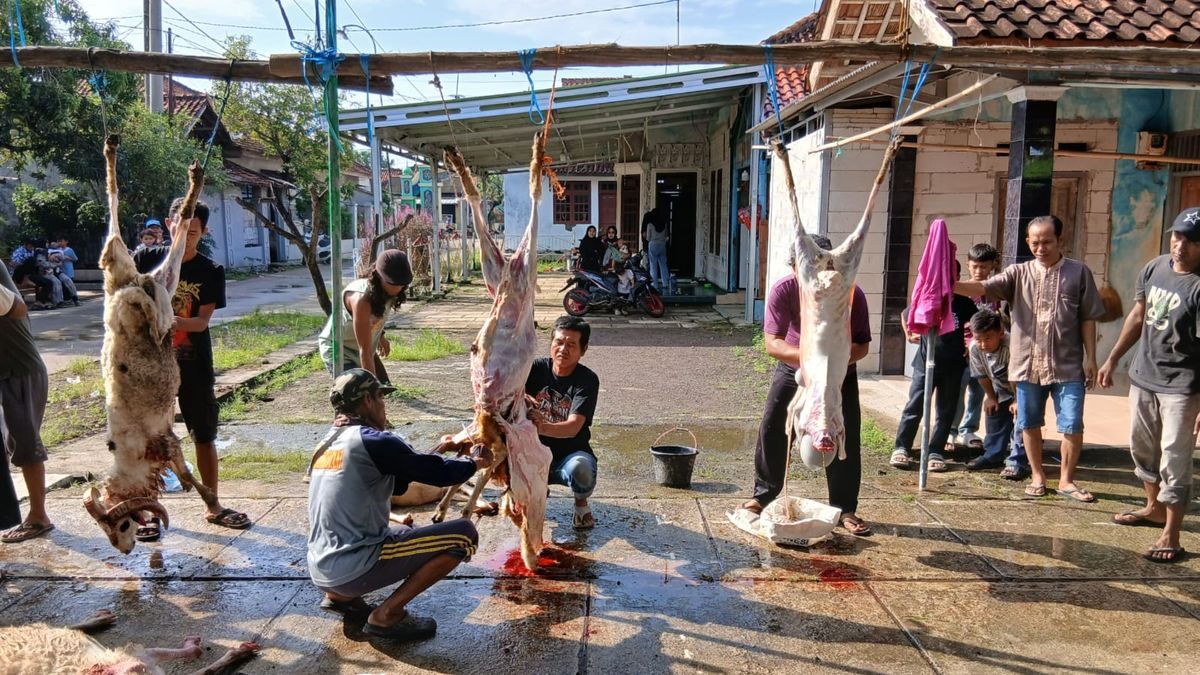 Momen Pembagian Daging Kurban: Sumber Kebahagiaan Warga