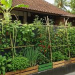 Pagar Hijau Produktif untuk Panen Sayur dan Percantik Rumah