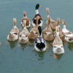 Pakan Tambahan Bebek Pedaging untuk Pertumbuhan Optimal dan Panen Cepat