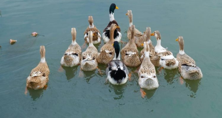 Pakan Tambahan Bebek Pedaging untuk Pertumbuhan Optimal dan Panen Cepat