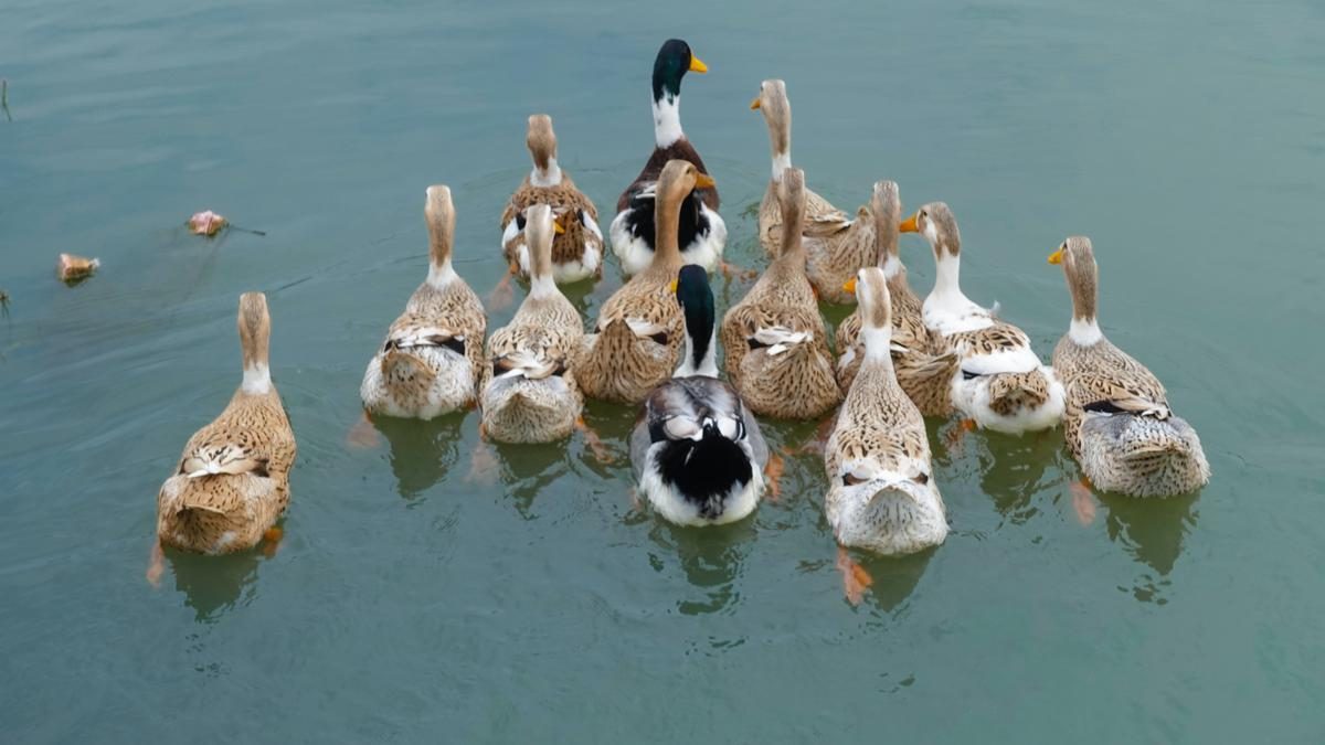 Pakan Tambahan Bebek Pedaging untuk Pertumbuhan Optimal dan Panen Cepat