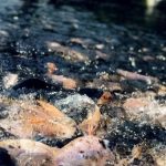 Panduan Lengkap Budidaya Ikan Nila 500 Ekor untuk Pemula: Kolam Tanah vs. Terpal Mana yang Lebih Untung?