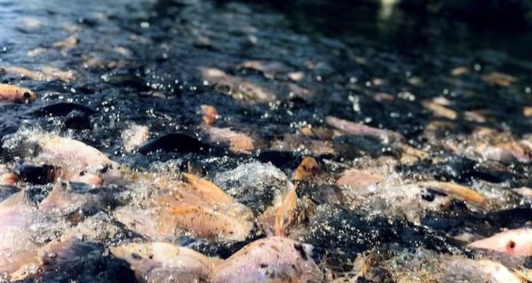Panduan Lengkap Budidaya Ikan Nila 500 Ekor untuk Pemula: Kolam Tanah vs. Terpal Mana yang Lebih Untung?