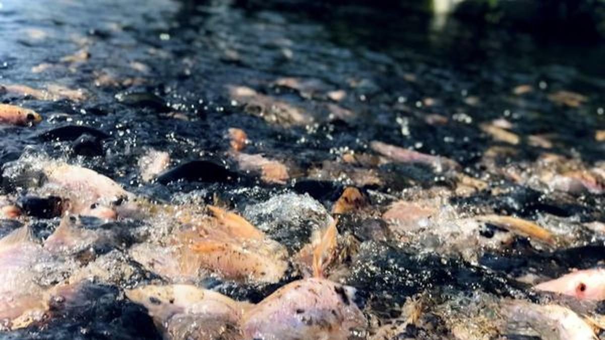 Panduan Lengkap Budidaya Ikan Nila 500 Ekor untuk Pemula: Kolam Tanah vs. Terpal Mana yang Lebih Untung?