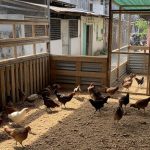 Panduan Lengkap Memilih Bibit Ayam Kampung Unggul untuk Pertumbuhan Cepat